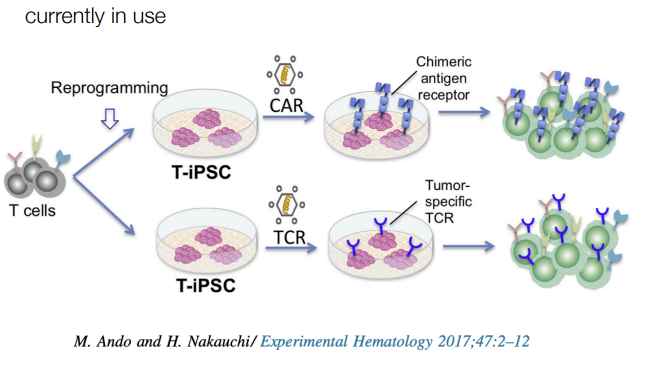 <ul><li><p>isolate t-cells</p></li><li><p>reprogram into iPSCs so they can proliferate/grow</p></li><li><p>engineer them to specifically target cancer cells</p></li><li><p>reintroduce cells to the patient</p></li></ul><p></p>