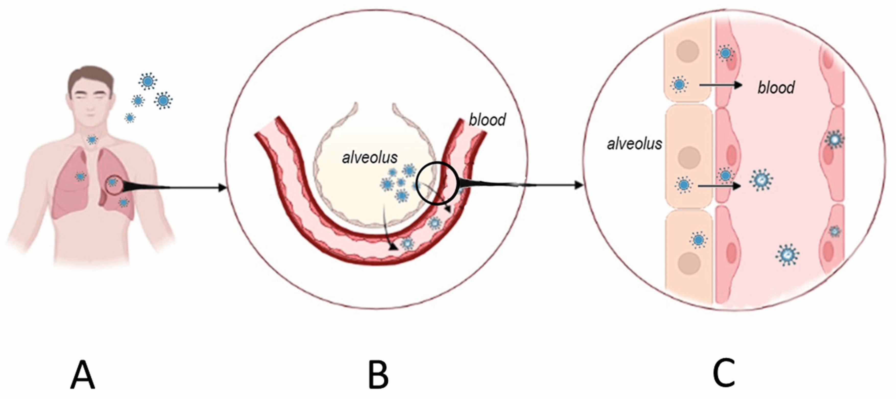 <p>Hantavirus hemorrhagic fever targets <strong>vascular endothelial cells</strong>, causing blood vessel damage.</p><p><br>This leads to <strong>leaking blood vessels</strong> and <strong>reduced blood flow to the kidneys</strong>, which can make the <strong>kidneys fail</strong>.</p>