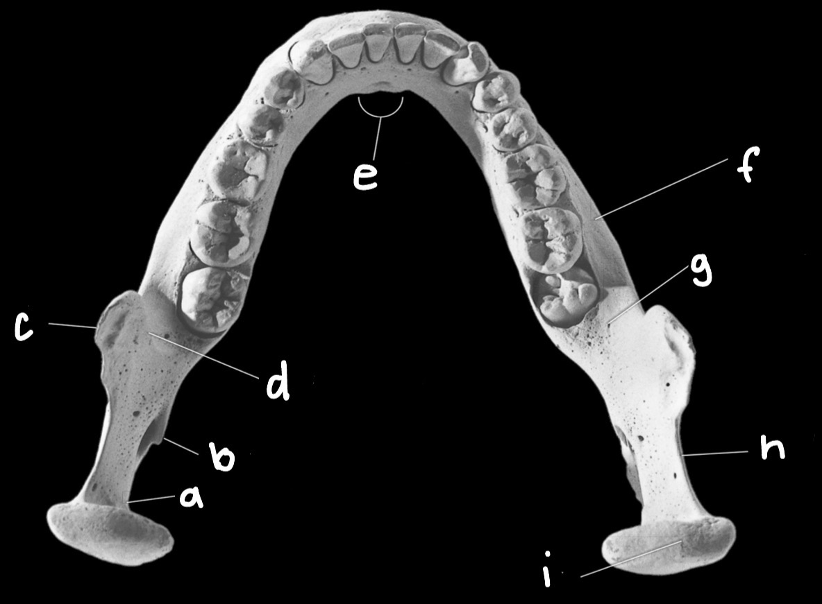 <p>Label Mandibular features </p>