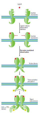 two ligands bind to two receptors, which then join each other