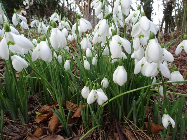 <p>Galanthus nivalis</p>