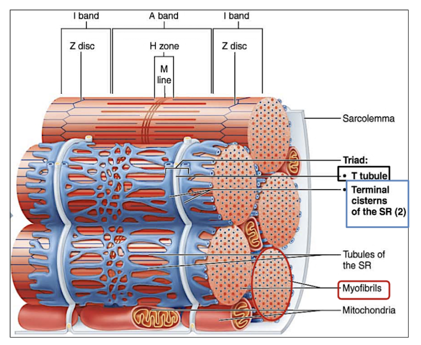 <ol><li><p><strong>Sarcoplasmic Reticulum (SR)</strong> - (the “rough er” of the muscle cells)  Network of tubes all around/<u>surrounding each myofibril</u>.</p></li><li><p><strong>Terminal Cisterns -</strong> when the SR enlarges into a pouch. <u>It stores calcium.</u></p></li><li><p><strong>Transverse Tubule (T-tubules) - </strong>Fold/tube coming from the sarcolemma that <u>transmits electrical signals deep into muscle fiber</u> <em><u>(action potential)</u></em></p></li></ol><p></p>