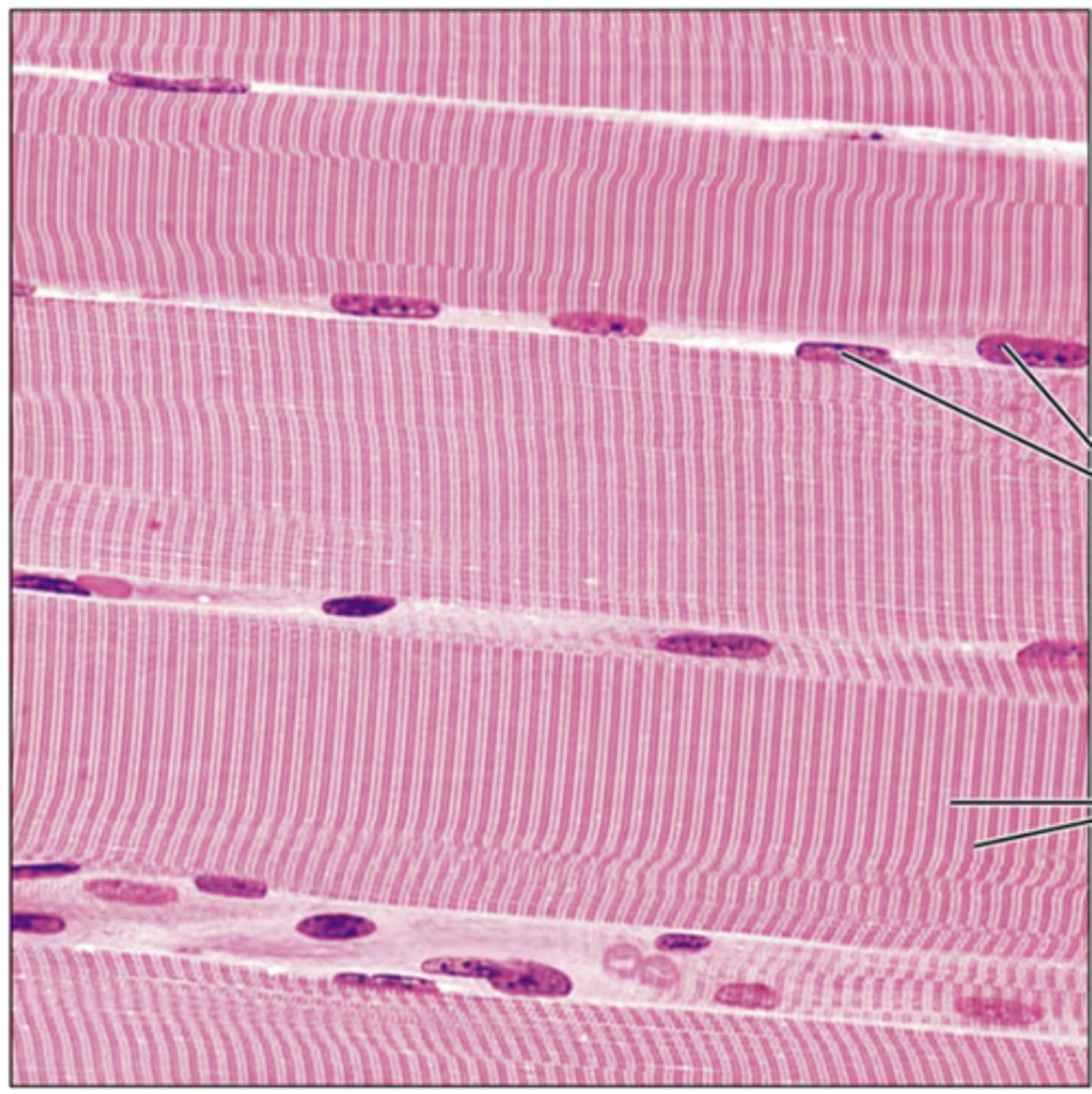 <p>Identify the tissue.</p>