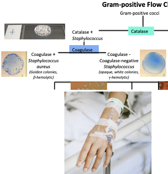 <ul><li><p>Causes sepsis </p></li><li><p>Gram-positive cocci </p></li><li><p>Causes biofilms </p></li><li><p>May come from indwelling medical devices (medical devices inserted in the body)</p></li></ul><p></p>