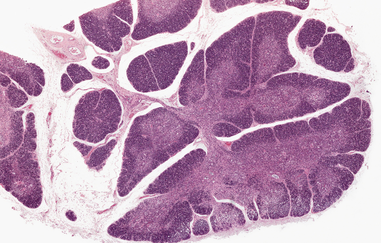 <p>histology</p>