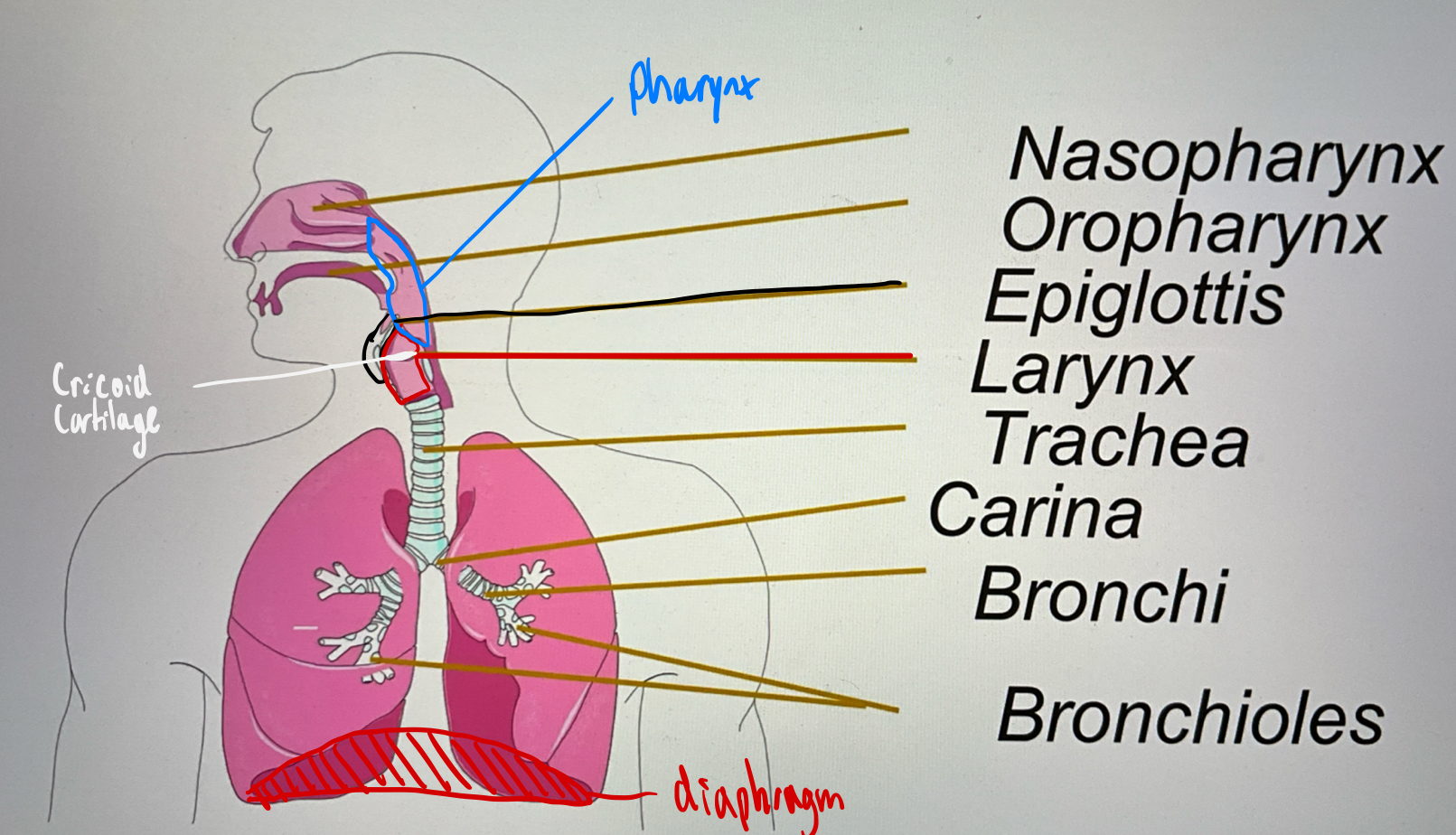 <p>the muscular structure that divides the chest cavity from the abdominal cavity; a major muscle of respiration</p>