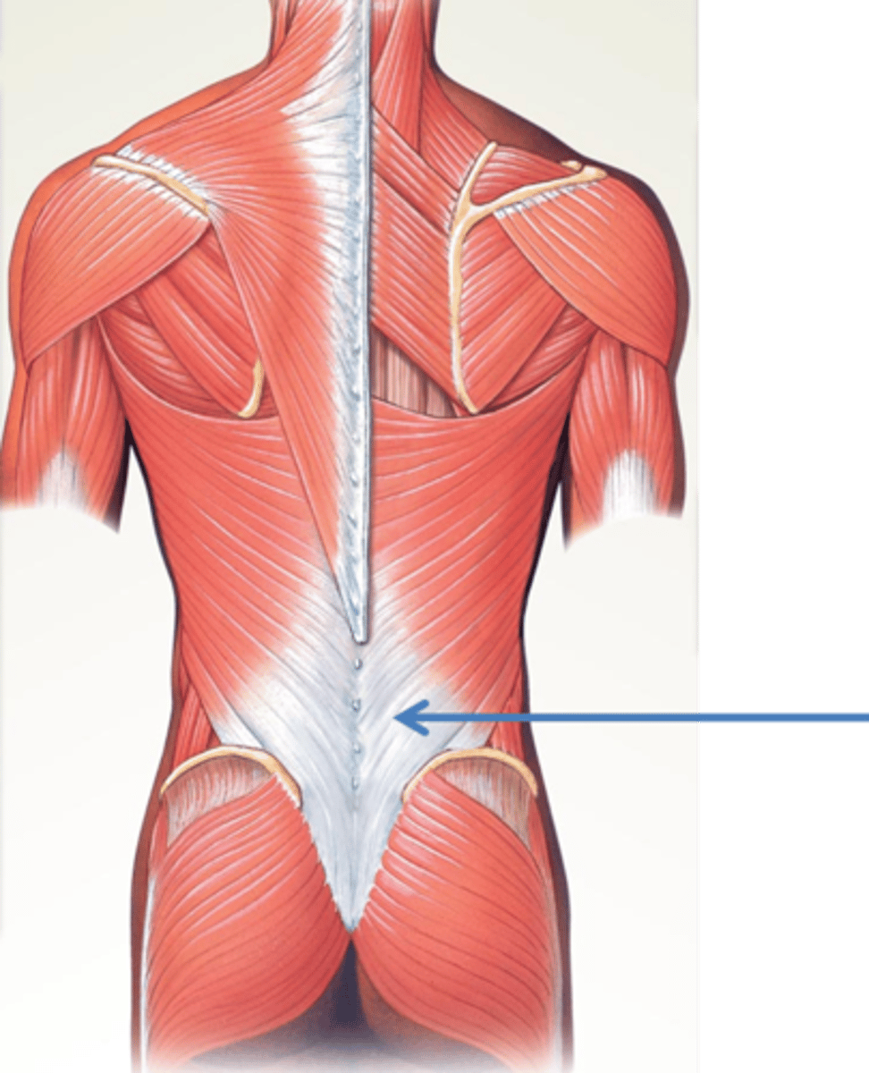 <p>not a muscle, a a flattened tendinous expansion</p>