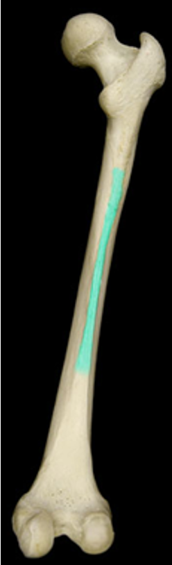 <p>long raised ridge along the shaft of the femur</p>