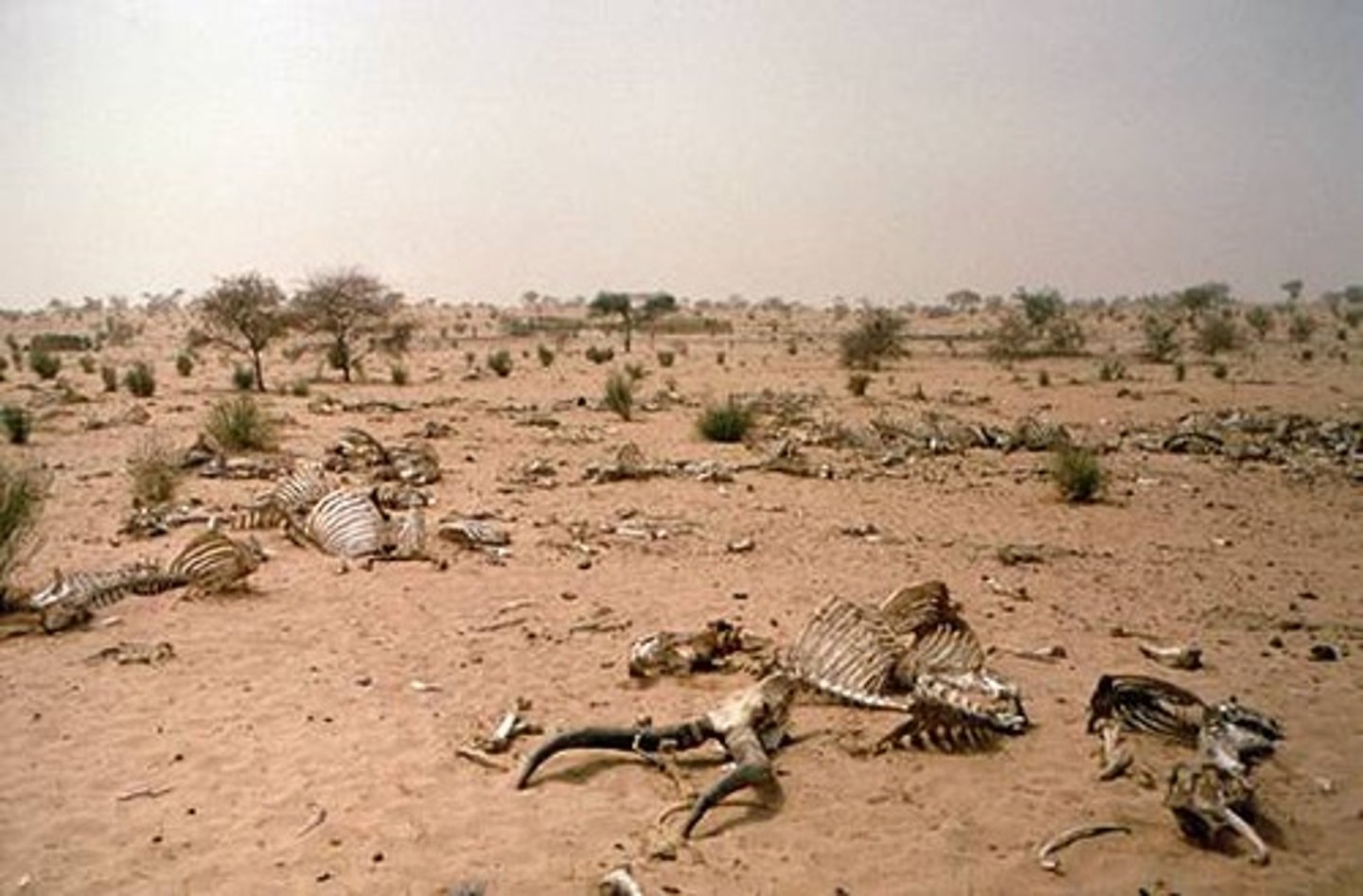 <p>drought</p>
