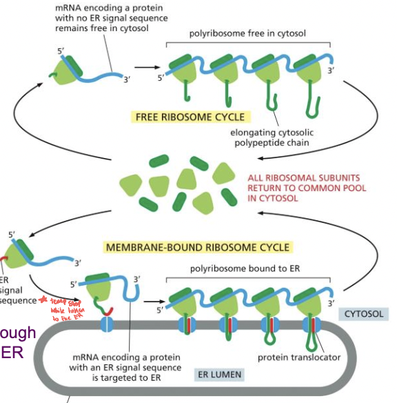 * mRNA arrives in cytoplasm 
  * translation starts on ribosomes in the cytosol
* translating protein with ER signal sequence makes it stop producing protein and ribosome moves it to the ER 
  * then it restarts when in the ER
* proteins entering the ER: 
  * soluble proteins (go all the way in)
  * transmembrane proteins stick in membrane