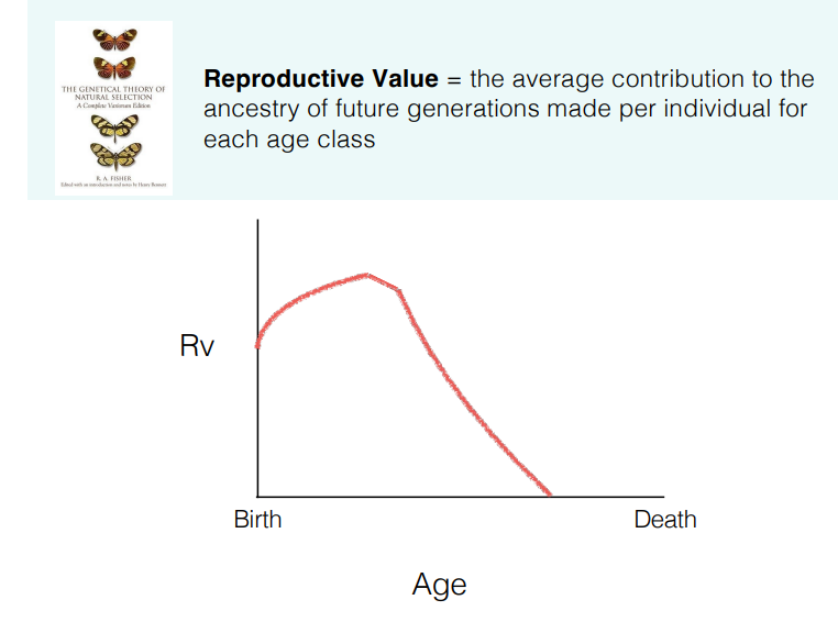 <ul><li><p>the reproductive value is the <strong>expected contribution </strong>of an individual of a certain age to <strong>future generations</strong>, taking into account their chances of survival</p></li><li><p>eg. would be highest in newborns but they have lower survival rates → increases with age up to sexual maturity → decreases with age as reproduction frequency decreases and death rate increases</p></li><li><p>reproductive value can be compared against the different life history traits eg. across lifespan, between sexes (should be equal), at different offspring numbers</p></li></ul><p></p><p>the reproductive value determines how natural selection acts, eg:</p><ul><li><p>parents <strong>value older offspring more </strong>because they have higher reproductive value than newborns</p></li><li><p>species with lower reproductive value of offspring will tend to be less attentive parents</p></li><li><p>the <strong>strength of selection </strong>to remove deleterious mutations is at its <strong>highest </strong>at the age of <strong>greatest </strong>reproductive value, then <strong>decreases </strong>(cancers not selected against because they appear in later life, post-reproduction)</p></li><li><p>evolution might have favoured post-reproductive (menopausal) lifespan in order for grandparents to look after grandchildren and increase their reproductive value</p></li></ul><p></p>