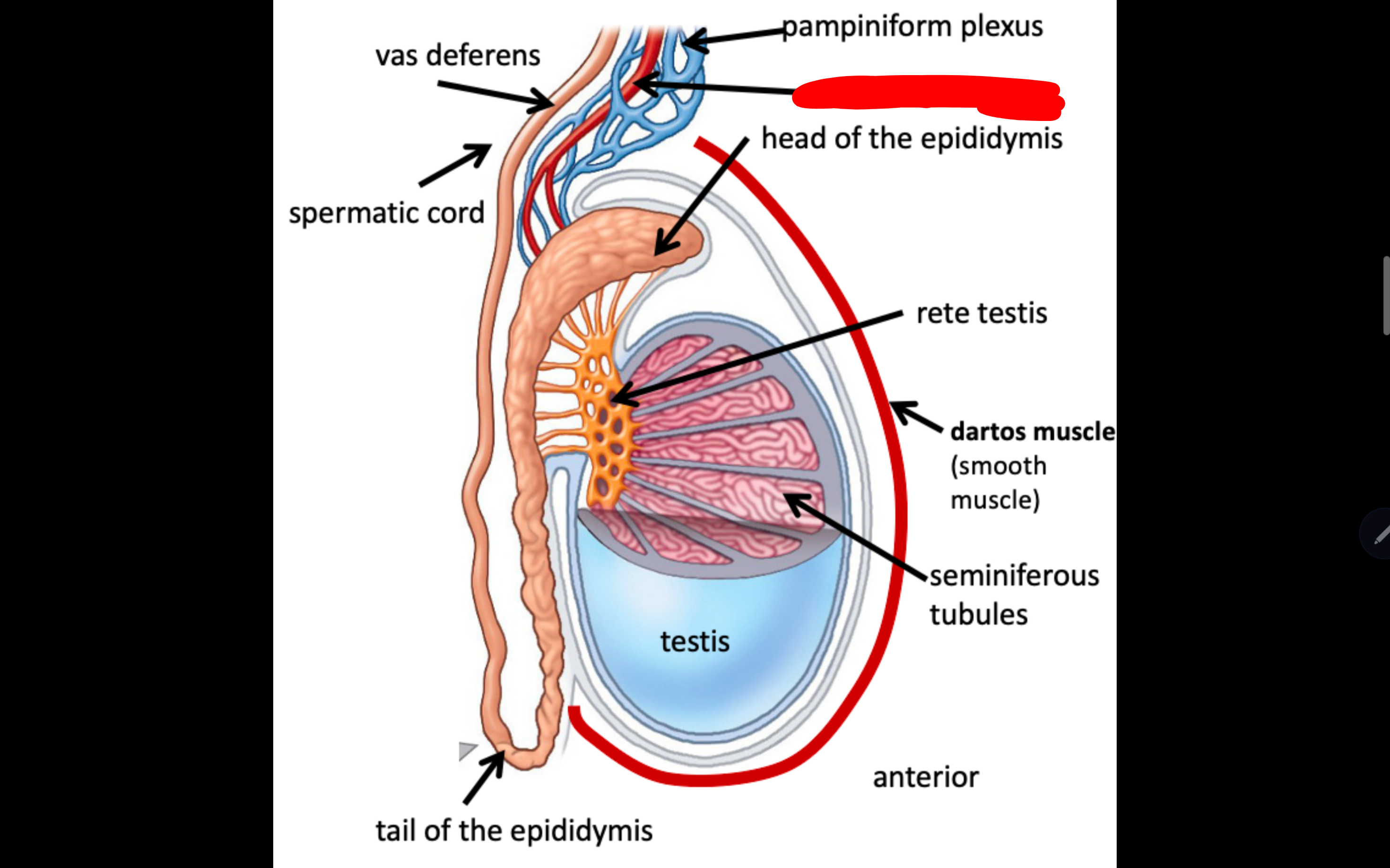 <p>Name the structure in red</p>