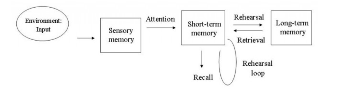 <p>Proposed by Attkinson &amp; Shiffrin (1971). Proposes the first basic structure of how memories are stored. ——read the SAQ</p>