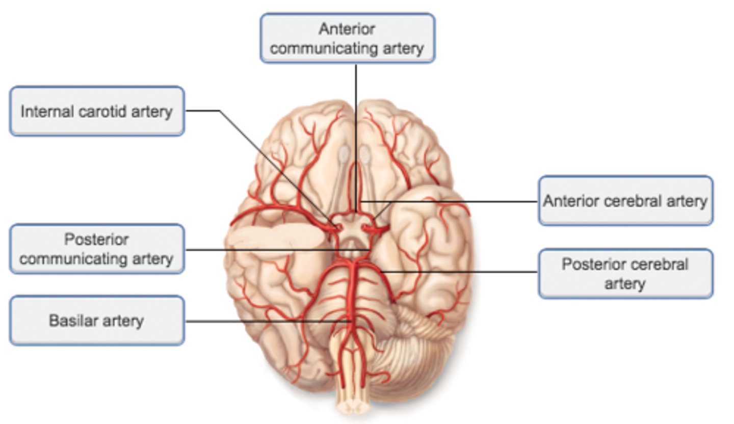 <p>-the split of basilar artery</p><p>-reflect back along pons</p>