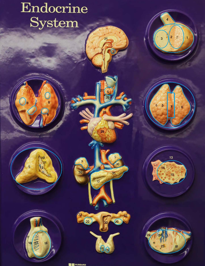 <p>16</p>
