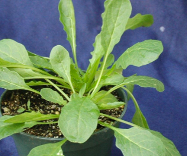 <p>Field pennycress&nbsp;(Brassicaceae)</p>