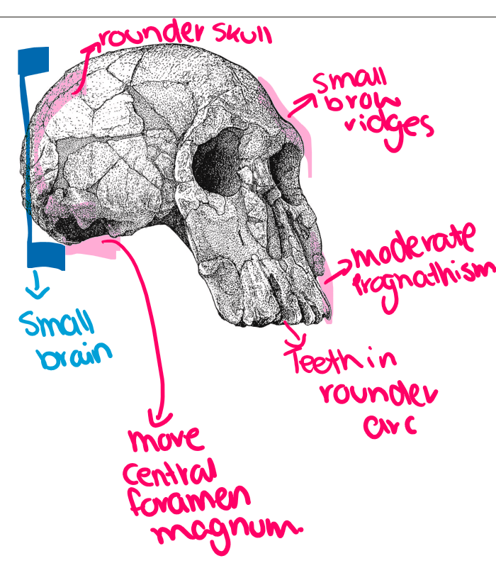 <ul><li><p>2.3-1.5 million YA </p></li><li><p><strong>Eastern and southern</strong> Africa </p></li><li><p>relatively short legs and long arms </p></li><li><p>slightly curved finger bones indicating strong power grip </p></li><li><p>able to form precision grip </p></li><li><p>bipedal </p></li><li><p>610cm3 cranial capacity </p></li></ul><p></p>