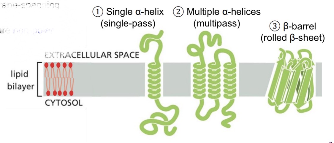 <p><span style="color: yellow;">Amphipathic proteins</span></p><ul><li><p>Hydrophobic membrane-spanning domains (non-polar side chains)</p></li><li><p>Hydrophilic domains in aqueous outside (polar side chains)</p></li></ul><p></p>