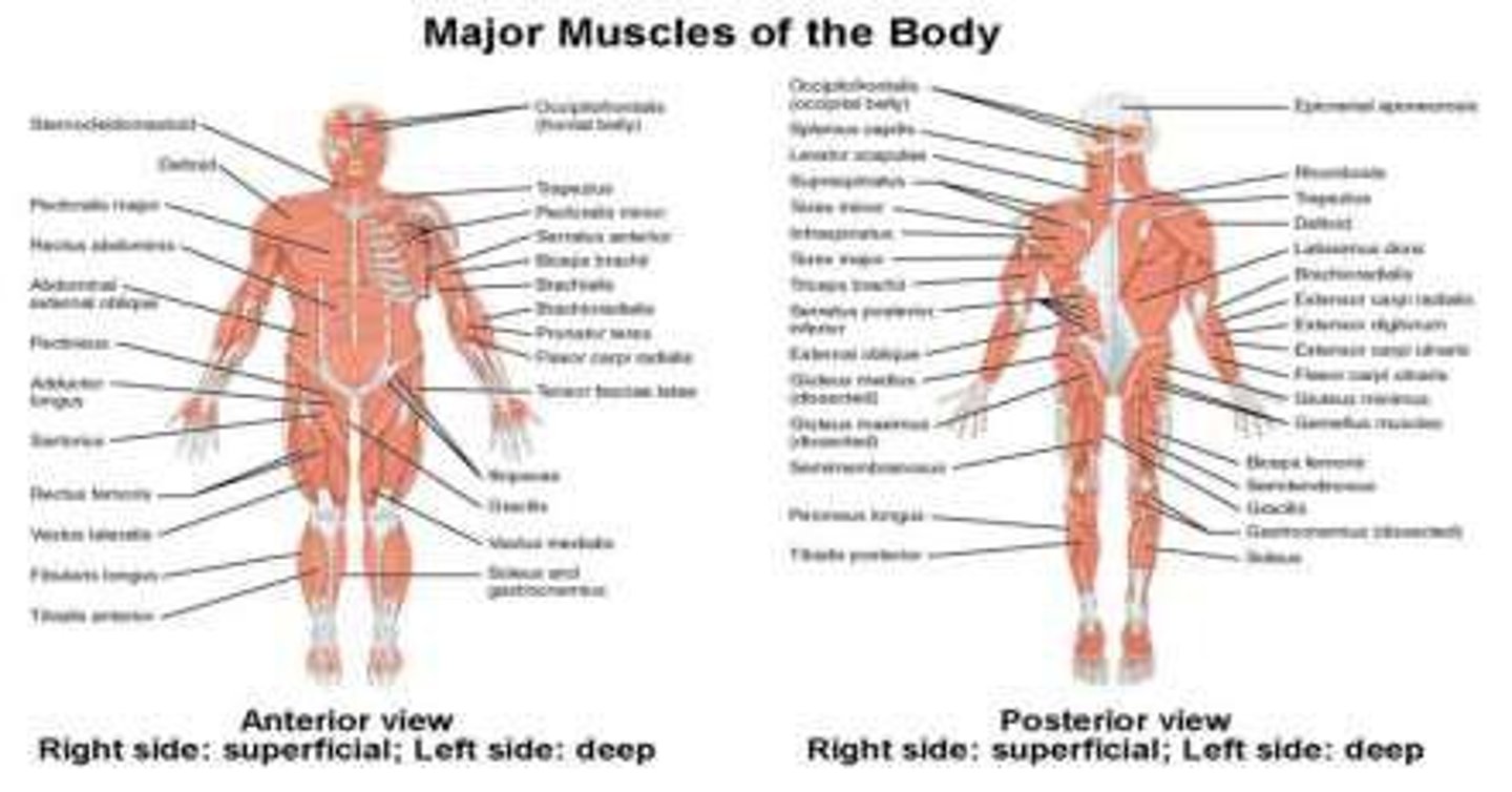 <p>Over 700 muscles.</p>