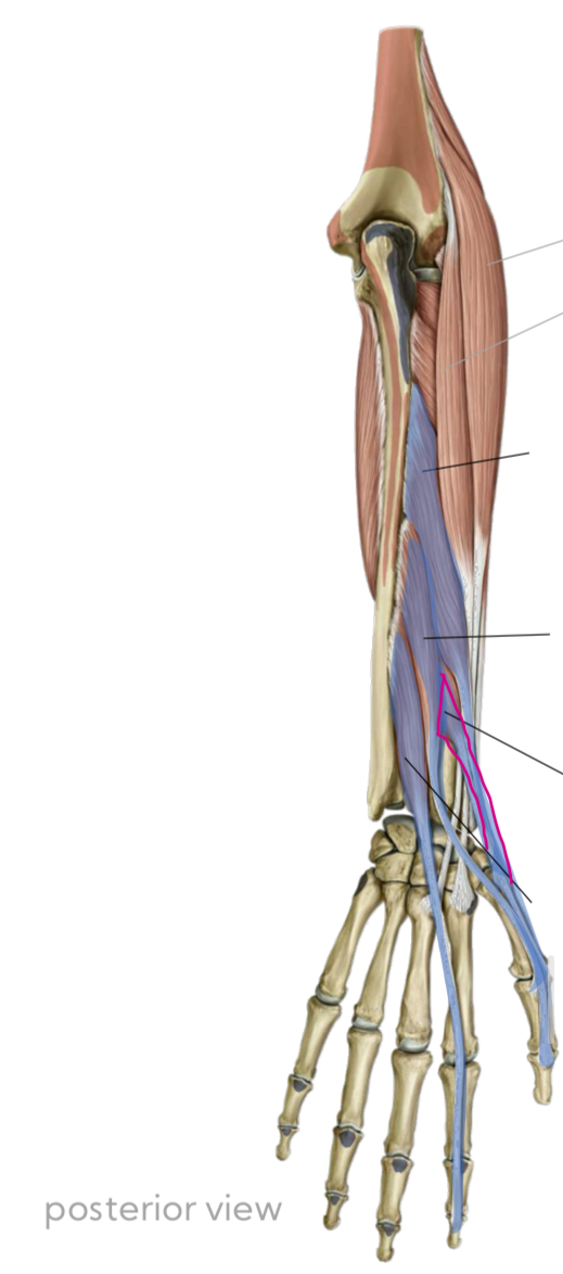 <p>Outcropping Muscles: Extensor Indicis</p>