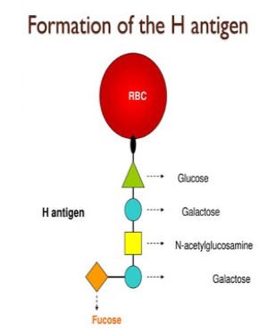 <p>formed for the platform on which A and B antigens are made </p>