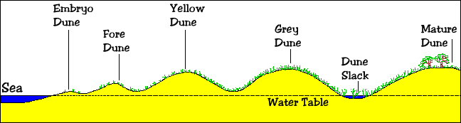 a diagram showing the different parts of the sand dune system
