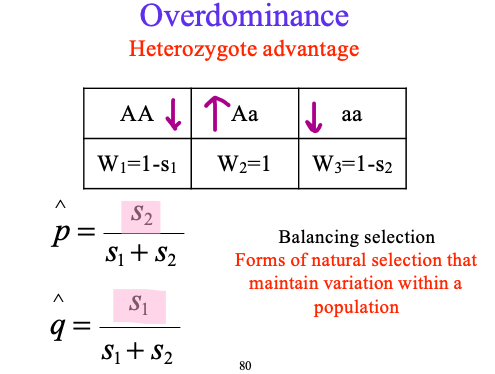 <p>where Aa are dominant </p><p>Forms of natural selection that maintain variation within a  population</p><p></p>