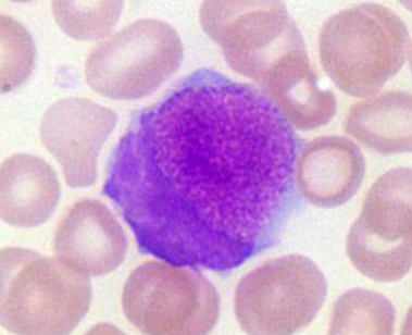 <p>What cell type is this? What species is it found in?</p>