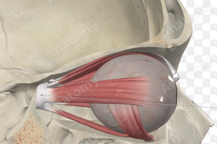 <p>What is the common origin of the rectus muscles?</p>