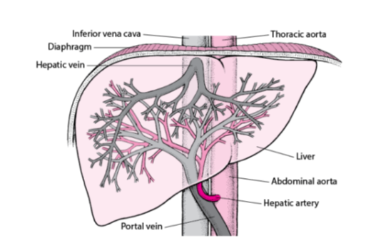 <p>Portal vein.</p>