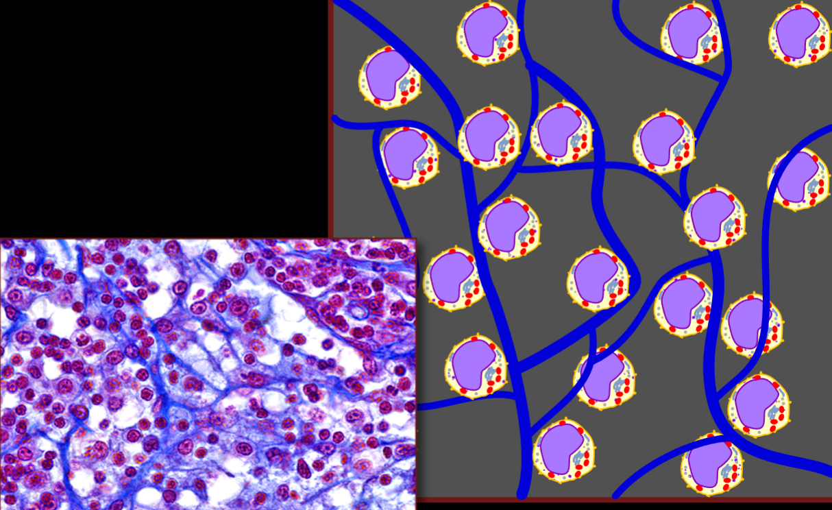 <p>Name, Distribution, Function</p>