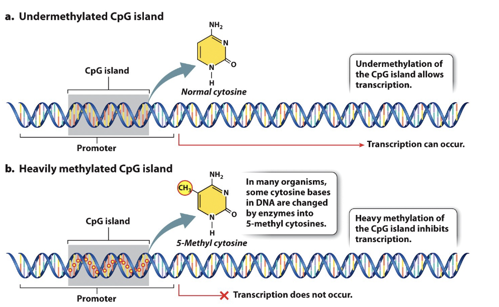 <p>gene promoter region usually brings about heterochromatinization and transcriptional silencing of the gene</p>