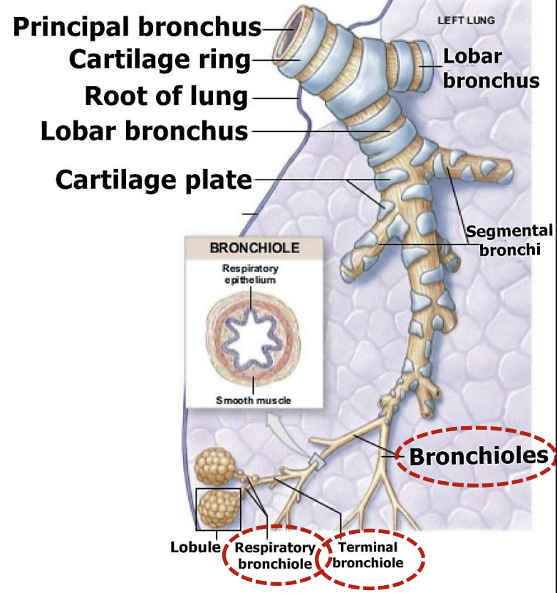 <p><strong><u>What structural change defines bronchiole:</u></strong></p><ul><li><p>When airways are <span style="color: #a700ff"><strong>less</strong></span><strong> </strong>than <span style="color: #a700ff"><strong>1 mm</strong></span><strong> </strong>in <span style="color: #a700ff"><strong>diameter</strong></span><strong> </strong></p></li><li><p>And<span style="color: #a700ff"> <strong>lack cartilage </strong></span></p></li></ul><p><strong><u>Bronchioles branch into:</u> </strong></p><ul><li><p><span style="color: #a700ff"><strong>Terminal bronchioles </strong></span></p></li><li><p><span style="color: #a700ff"><strong>Respiratory bronchioles </strong></span></p></li><li><p><span style="color: #a700ff"><strong>Alveolar ducts </strong></span></p></li></ul><p><strong><u>Bronchioles terminate in clusters of:</u> </strong><span style="color: #a700ff"><strong>Alveolar sacs</strong></span><strong> </strong>and <span style="color: #a700ff"><strong>pulmonary alveoli </strong></span></p><p><strong><u>Where does gas exchange:</u> </strong><span style="color: #a700ff"><strong>Alveoli</strong></span><strong> </strong></p>