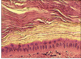 <p>name of histologic slide:</p><p>Specie:</p><p>Stain used:</p>