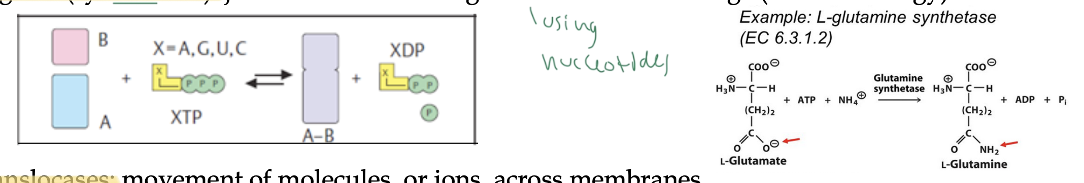 <p>join two substrates together by cleaving ATP or another energy molecule</p><ul><li><p>uses nucleotides for energy</p></li></ul><p></p>