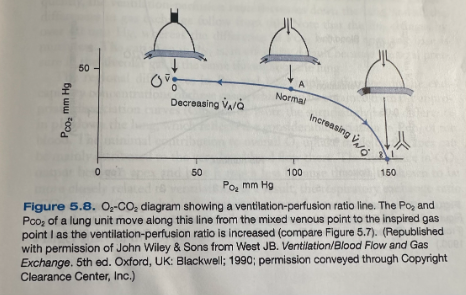 <ul><li><p><span>Point A, normal alveolar gas composition, can also represent the end-capillary blood if we assume that blood equilibrates with alveolar gas at the end of the capillary</span></p></li><li><p><span>Mixed venous point is on the left and the inspired point (I) is on the right</span></p></li><li><p><span>The line between v and I going through A indicates all the possible alveolar gas compositions in a lung that is supplied with gas of composition I and blood of composition v</span></p><ul><li><p><span>Alveolar compositions that don't lie on the ventilation-perfusion line aren't possible in this lung but could exist if the mixed venous blood or inspired blood were changed so that the line passed through that point</span></p></li></ul></li></ul><p></p>