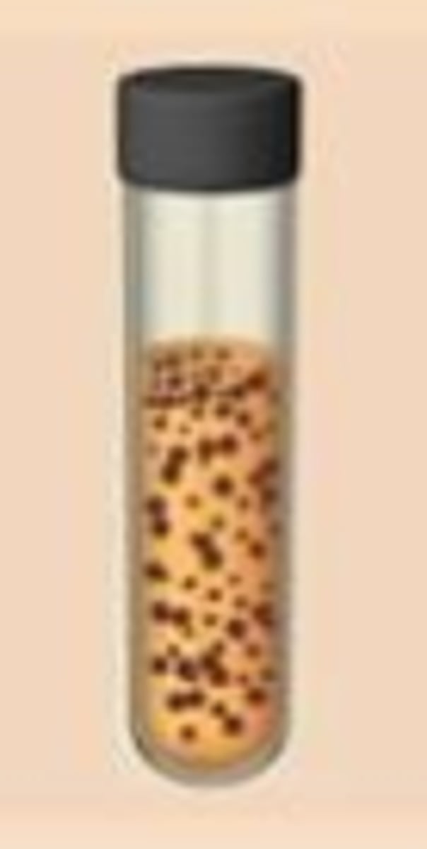 <p>Does not use oxygen but tolerates it.</p><p>Growth pattern: Even growth throughout</p>