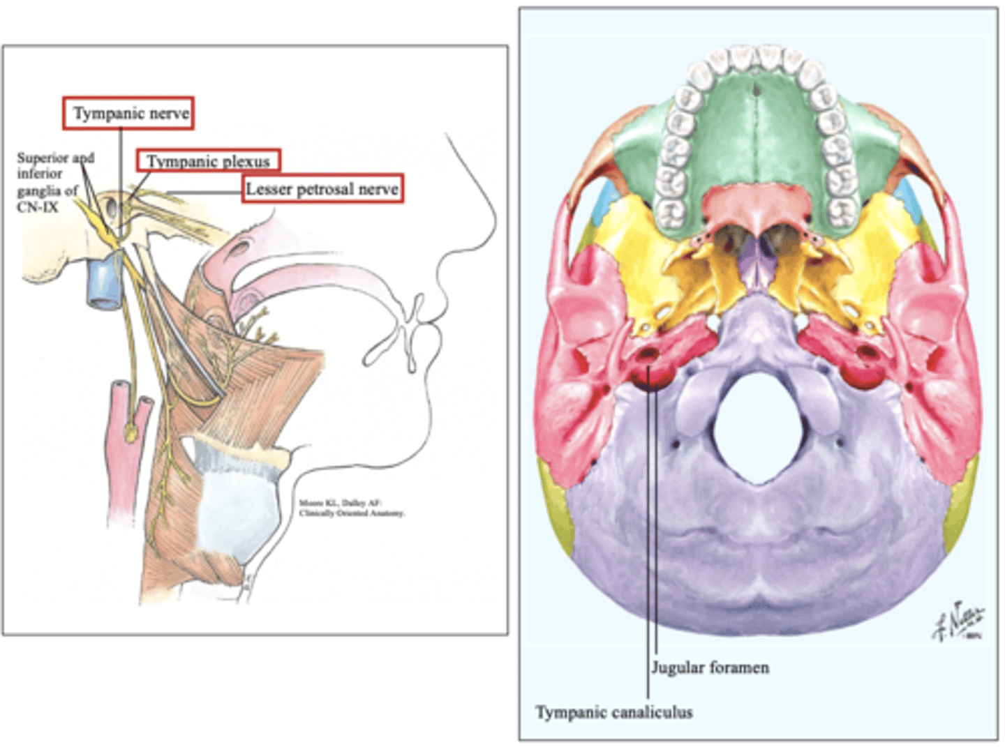 <p>jugular foramen, tympanic canaliculus, tympanic cavity</p>