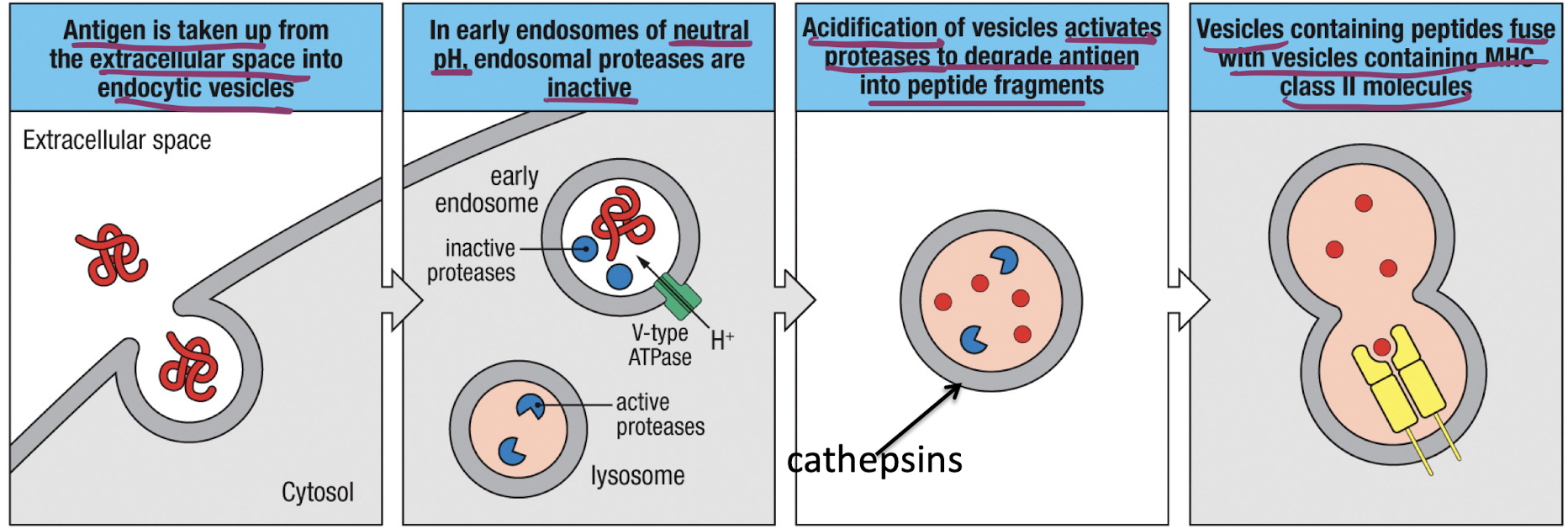 <ol><li><p>Antigen uptake occurs due to B-cells, macrophages and dendritic cells, or macropinocytosis</p></li><li><p>V-type ATPase causes acidification of endosomes, activating proteases</p></li><li><p>vesicles containing MHC-II molecules fuse with acidified endosomes enabling peptide loasing on MHC-II</p></li></ol><p></p>