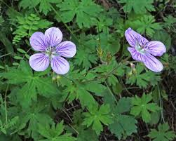 <p><em>Geranium richardsonii</em></p>