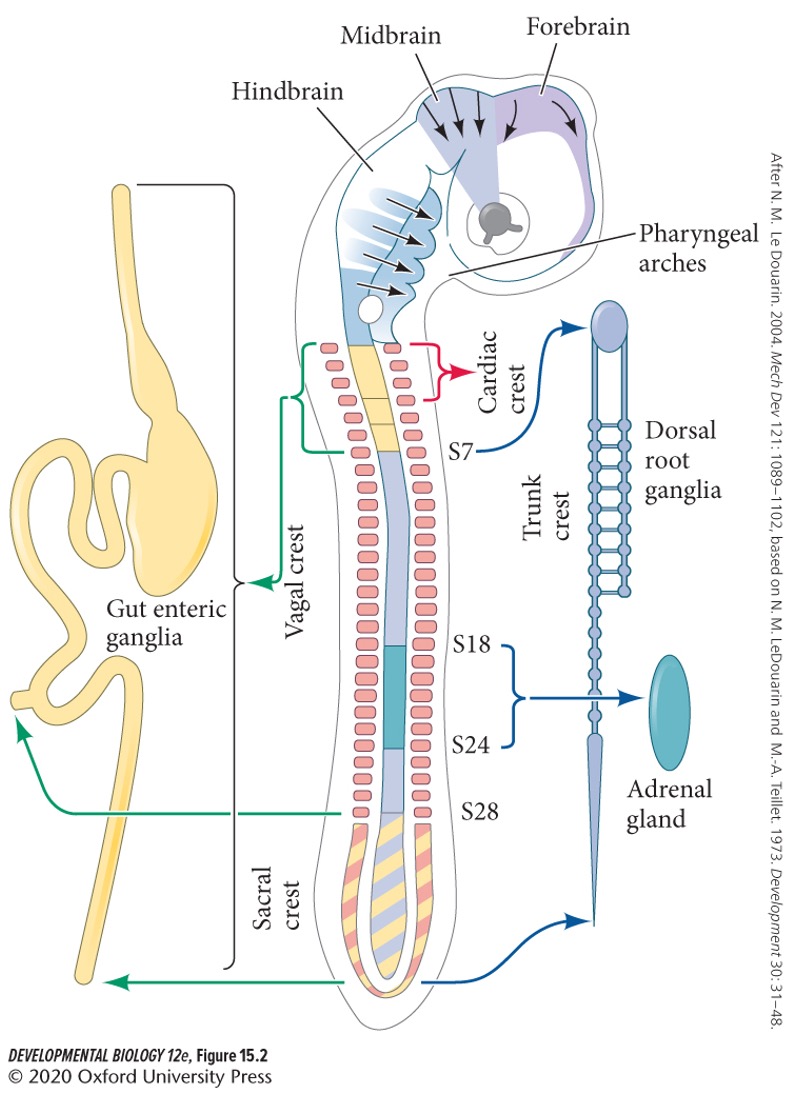 form the parasympathetic (autonomous nervous system) ganglia of the gut and the enteric nervous system. The vagal (neck) neural crest overlaps that of the head and the trunk (about commits 1-7), and the sacral neural crest is posterior to somite 28.