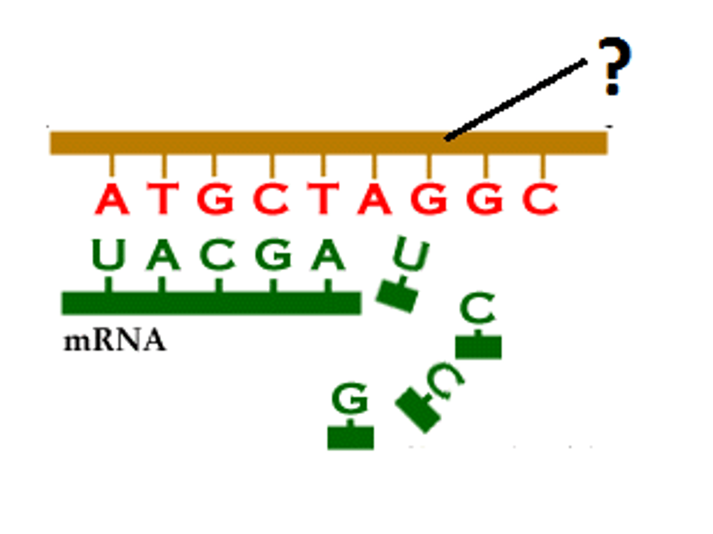 <p>the DNA strand that provides the pattern, or template, for ordering, by complementary base pairing, the sequence of nucleotides in an RNA transcript</p>