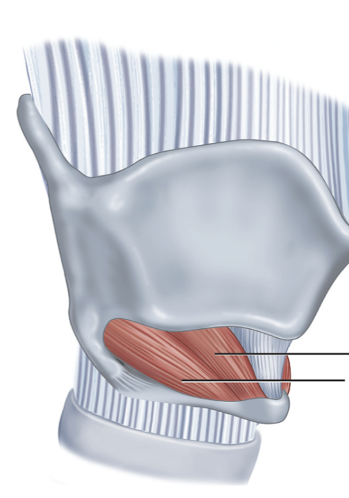 <p>What is this muscle?</p>