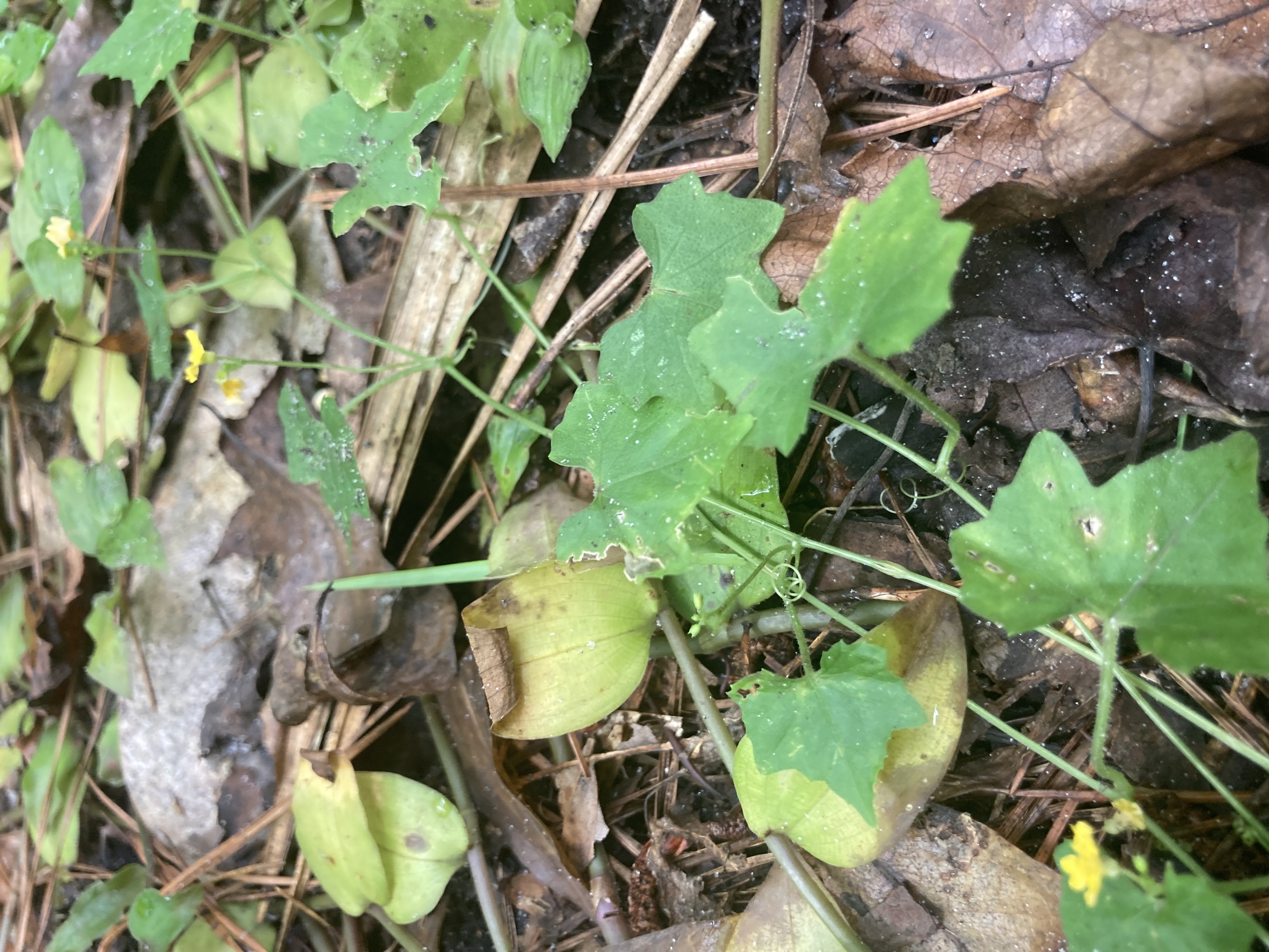 <p>What is this plant?</p>