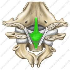 <p><span>the synovial joint connecting your skull to the top of your neck</span></p>