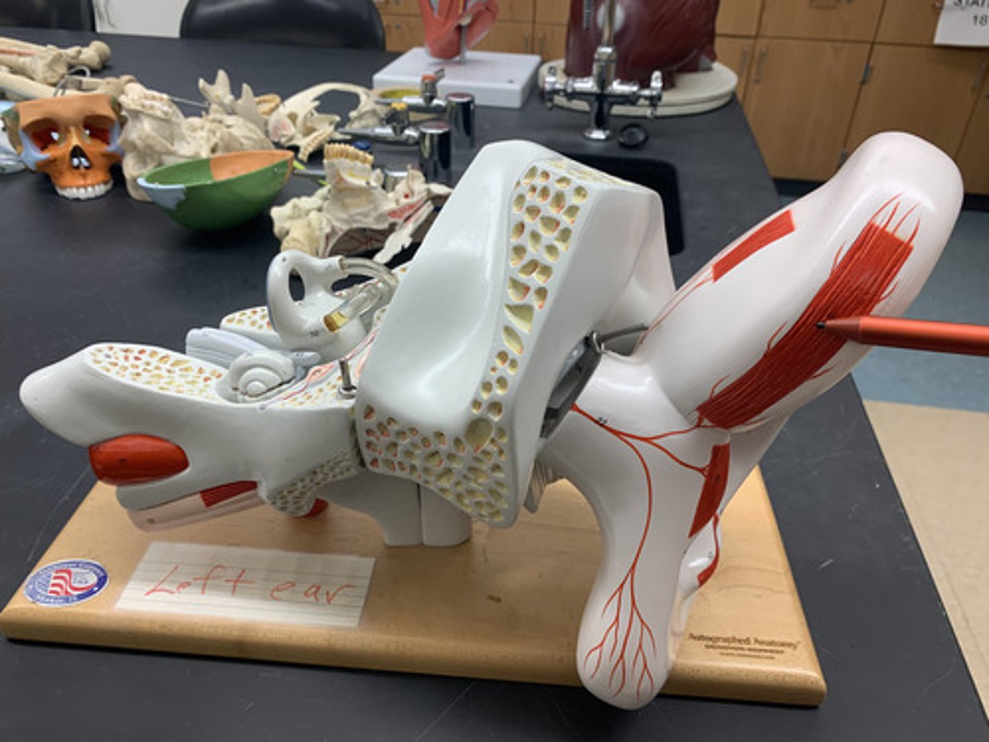 <p>external portion of the ear</p>