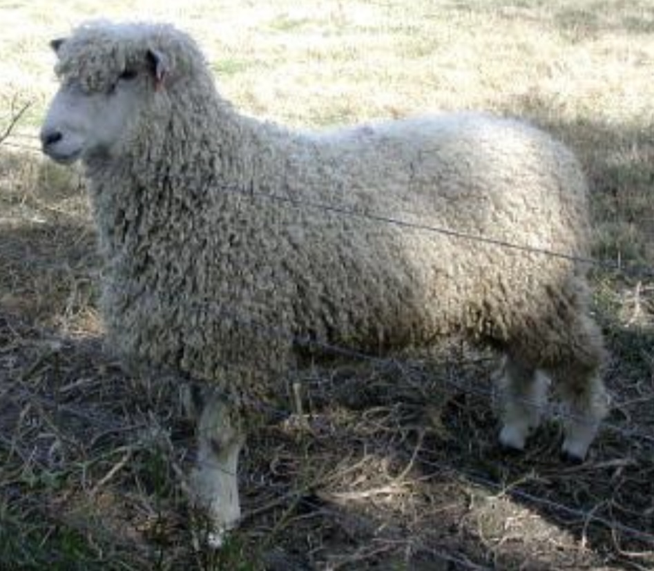 <ul><li><p>﻿﻿<u>one of the world's largest breeds of sheep</u>. Its fleece is the heaviest, longest-stapled and most lustrous of any breed in the world</p></li><li><p>﻿﻿Breed categories: <u>long wool</u>, rare</p></li><li><p>﻿﻿Distribution: UK, North America,</p></li><li><p>Australia, New Zealand</p></li></ul>