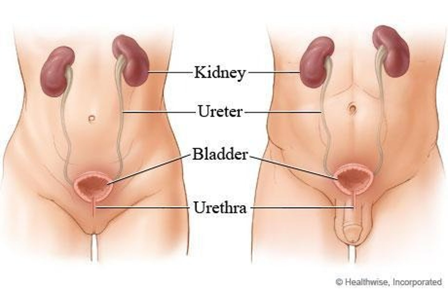 <p>Transport urine to the bladder.</p>