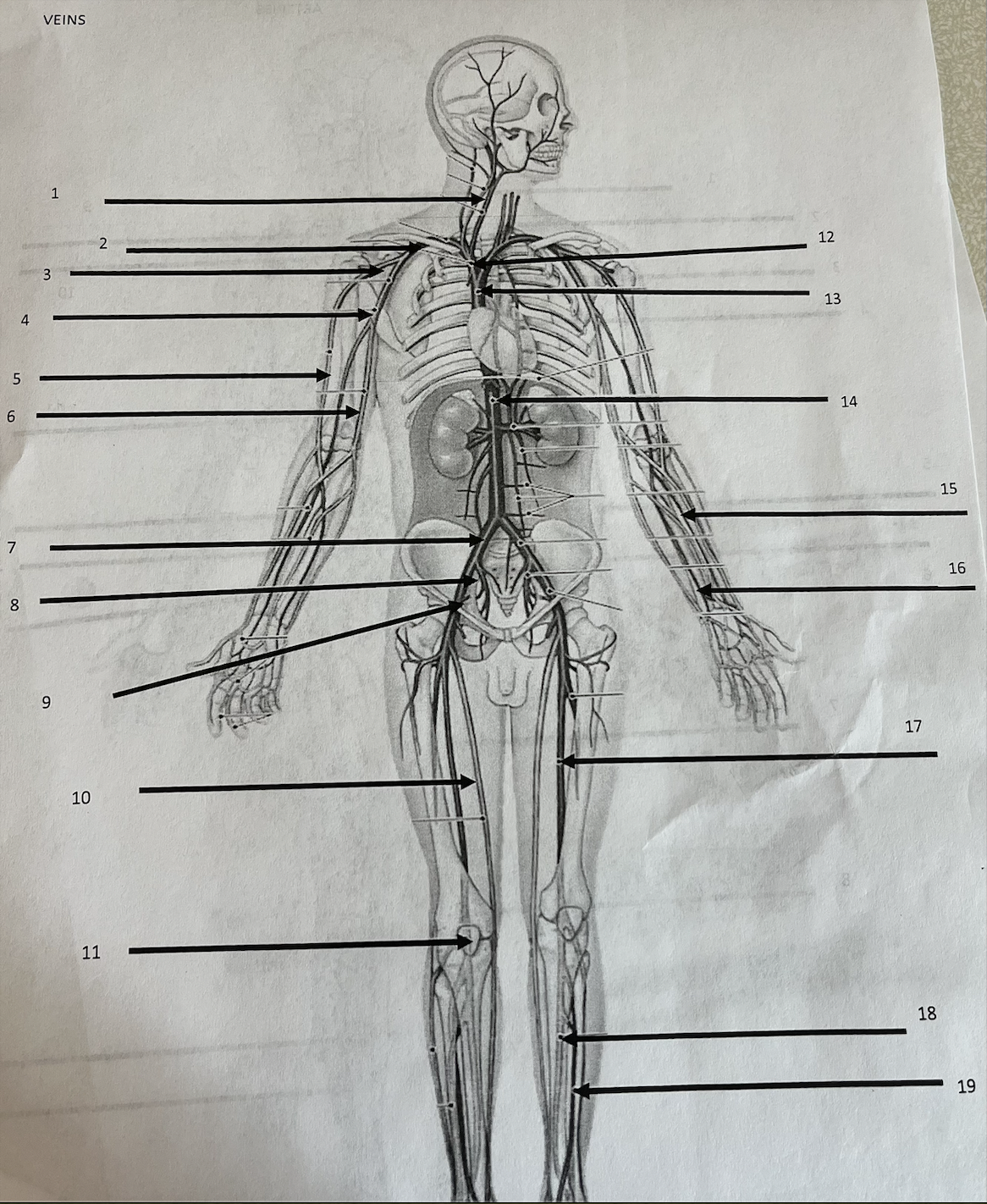 <p>what vein is 7</p>