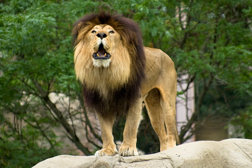 <p>like a lion</p>